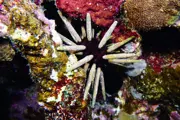 Gallery thumbnail 1
